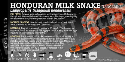 Lampropeltis triangulum hondurensis 'Honduran Milksnake'