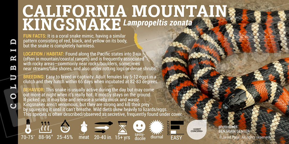 Lampropeltis zonata 'California Mountain Kingsnake' label