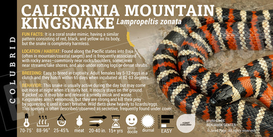 Lampropeltis zonata 'California Mountain Kingsnake' label