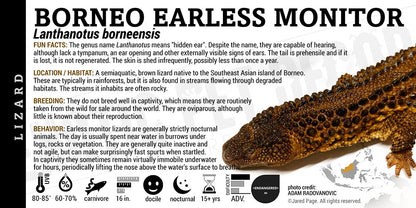 Lanthanotus borneensis 'Borneo Earless Monitor' Lizard