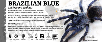 Pterinopelma sazimai 'Brazilian Blue' Tarantula