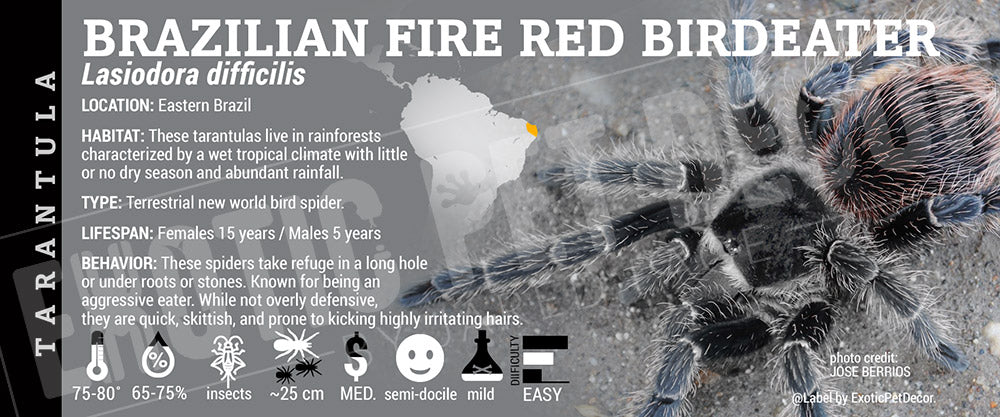 Lasiodora difficilis 'Brazilian Fire Red Birdeater' Tarantula label
