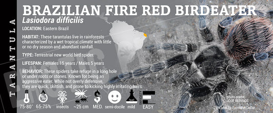 Lasiodora difficilis 'Brazilian Fire Red Birdeater' Tarantula label