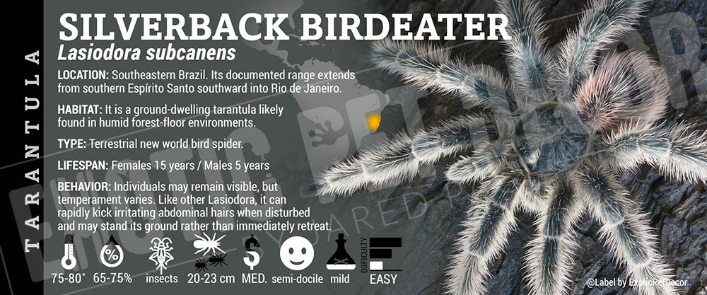Lasiodora subcanens 'Silverback Birdeater' Tarantula label