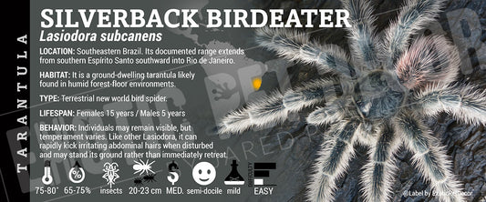 Lasiodora subcanens 'Silverback Birdeater' Tarantula label