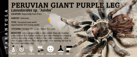 Lasiodorides sp. "Adobe" 'Peruvian Giant Purple Leg' Tarantula label