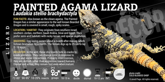 Laudakia stellio brachydactyla 'Painted Agama' Lizard label