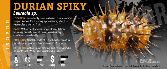 Laureola sp. 'Durian Spiky' isopod label