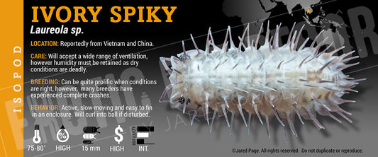 Laureola sp. 'Ivory Spiky' isopod label