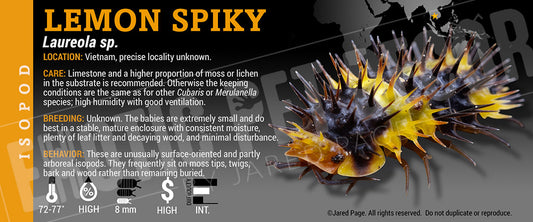Laureola sp 'Lemon Spiky' isopod label