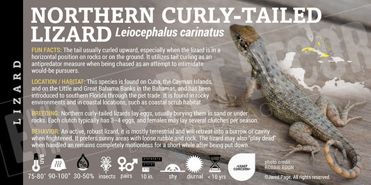 Leiocephalus carinatus 'Northern Curly-tailed' Lizard label
