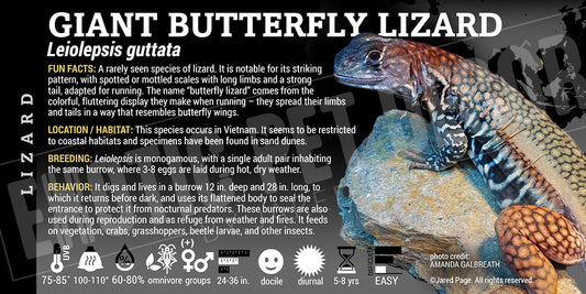 Leiolepsis guttata 'Giant Butterfly' Lizard' label