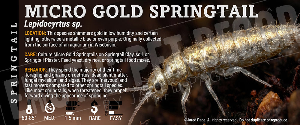 Lepidocyrtus sp. 'Micro Gold' Springtail label