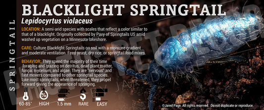 Lepidocyrtus violaceus 'Blacklight' Springtail label