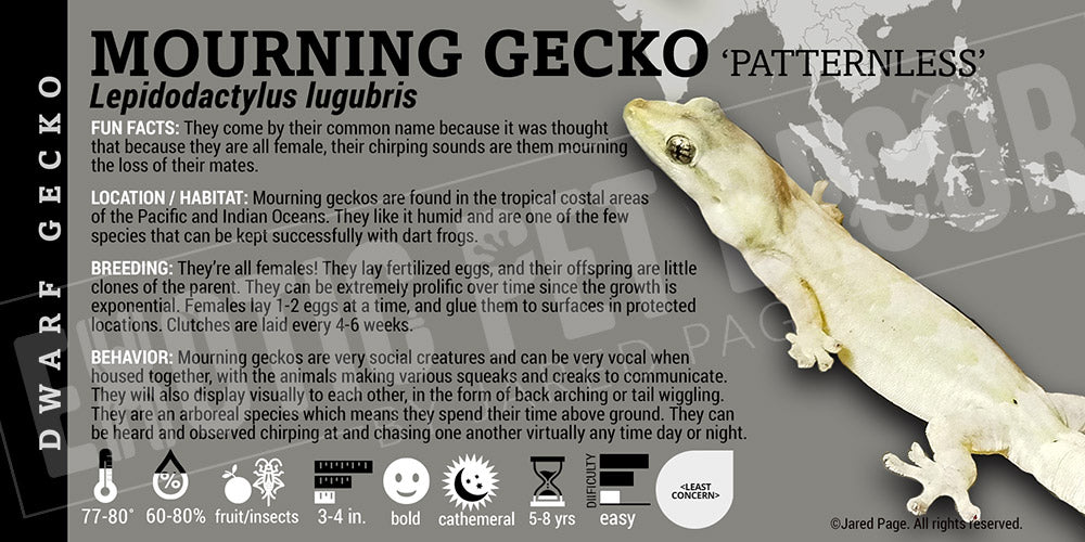 Lepidodactylus lugubris 'Mourning' Gecko