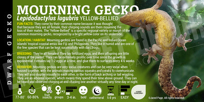 Lepidodactylus lugubris 'Mourning' Gecko