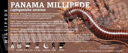 Leptogoniulus sorornus 'Panama' Millipede label