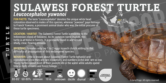 Leucocephalon yuwonoi 'Sulawesi Forest Turtle'