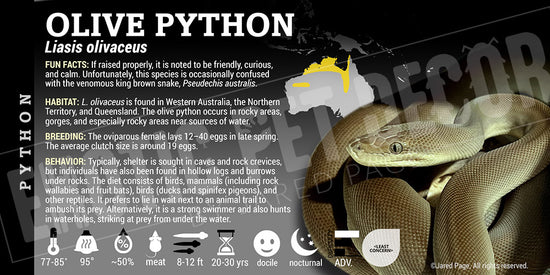 Liasis olivaceus 'Olive' Python Cards and Enclosure Labels – Exotic Pet ...
