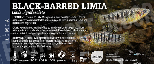 Limia nigrofasciata 'Black-barred Limia' Fish label