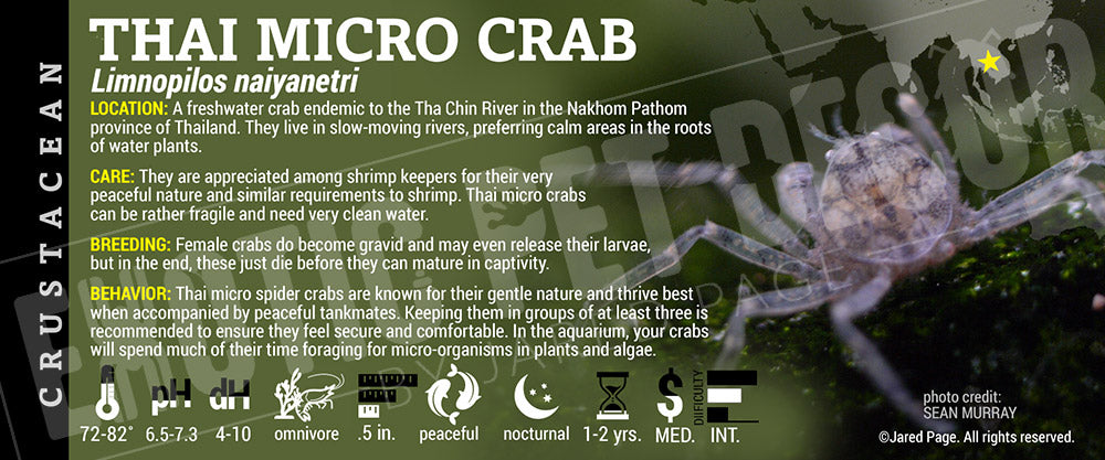 Limnopilos naiyanetri 'Thai Micro' Crab