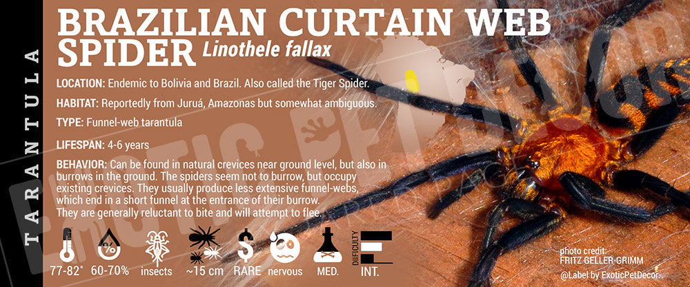 Linothele fallax 'Brazilian Curtain Web' Spider label