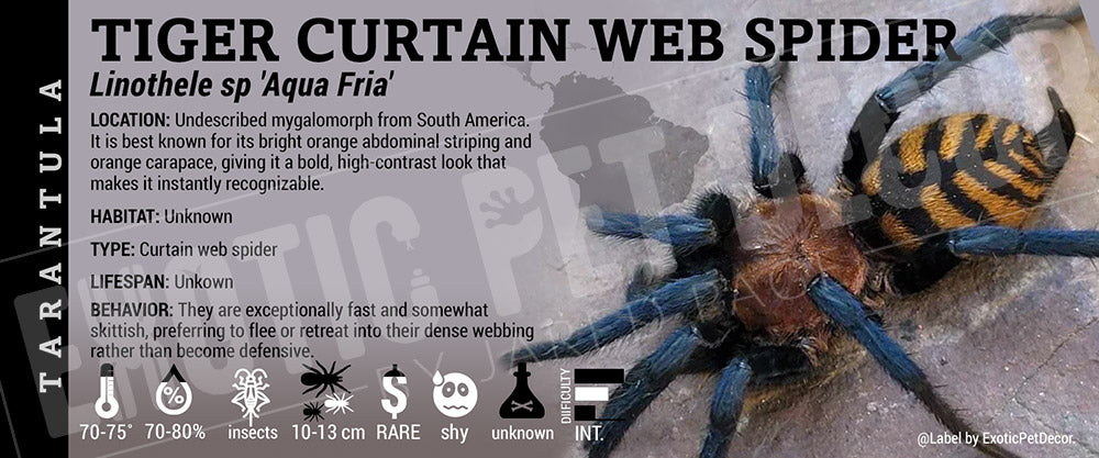 Linothele sp. 'Aqua Fria Tiger Curtain Web' Spider label