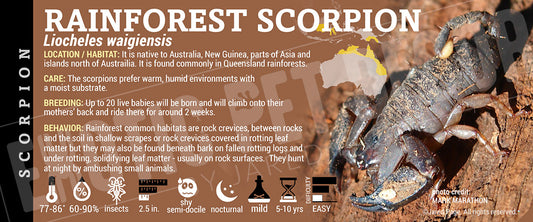 Liocheles waigiensis 'Austrailian Rainforest' Scorpion