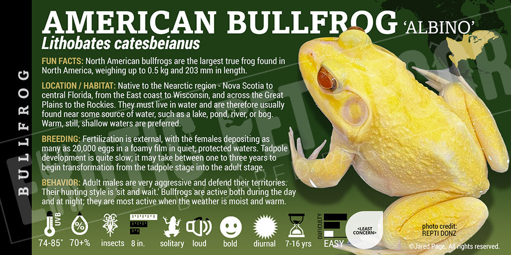 Lithobates catesbeianus 'American Bullfrog'