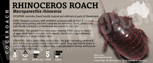 Macropanesthia rhinoceros 'Rhinoceros Roach' label