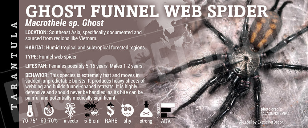 Macrothele sp. Ghost 'Ghost Funnel Web' Spider label