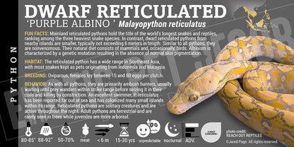 Malayopython reticulates 'Reticulated' Python