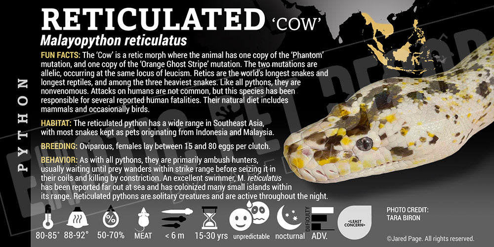 Retuculated Python Cow Malayopython reticulates 'Reticulated' Python Cards and Enclosure ...