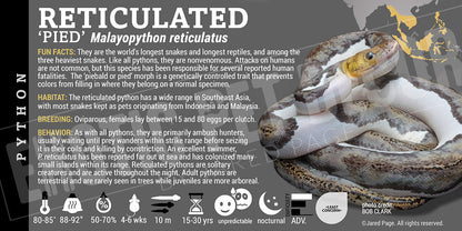 Malayopython reticulates 'Reticulated' Python