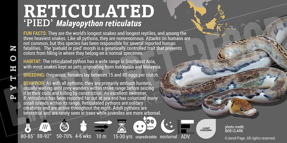 Malayopython reticulates 'Reticulated' Python