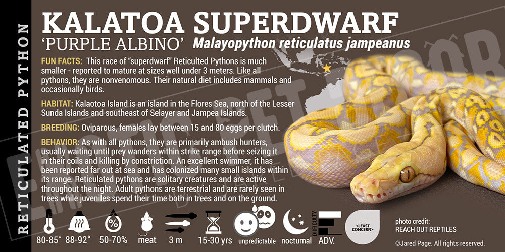 Malayopython reticulates jampeanus 'Superdwarf Reticulated' Python