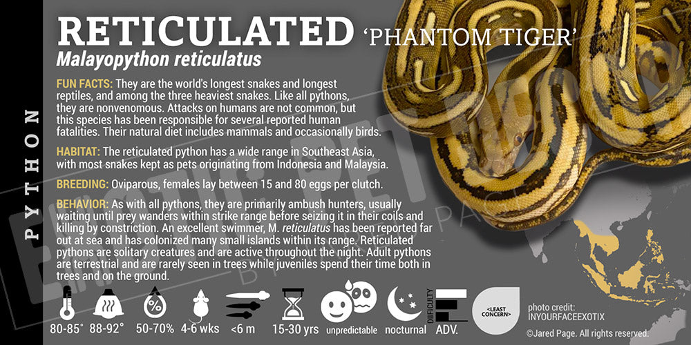 Malayopython reticulates 'Reticulated' Python