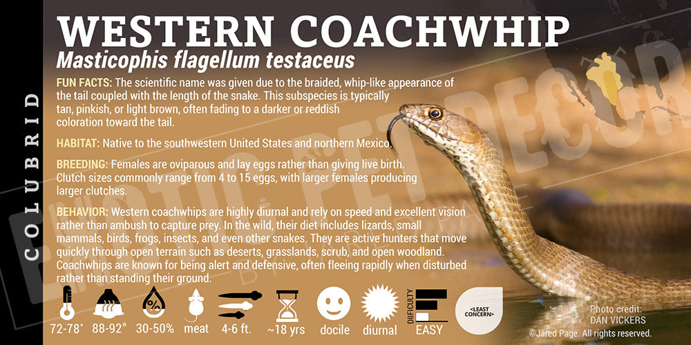 Masticophis flagellum testaceus 'Western Coachwhip' snake label