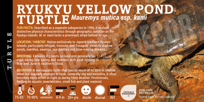Mauremys mutica 'Yellow Pond Turtle' label