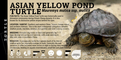 Mauremys mutica 'Yellow Pond Turtle' label