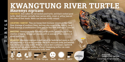 Mauremys nigricans 'Kwangtung River Turtle'