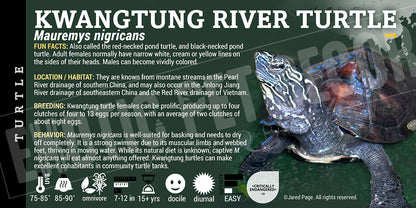 Mauremys nigricans 'Kwangtung River Turtle'