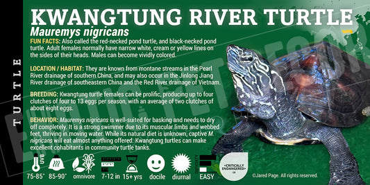 Mauremys nigricans 'Kwangtung River Turtle'