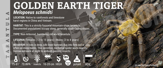 Melopoeus schmidti 'Golden Earth Tiger' Tarantula label