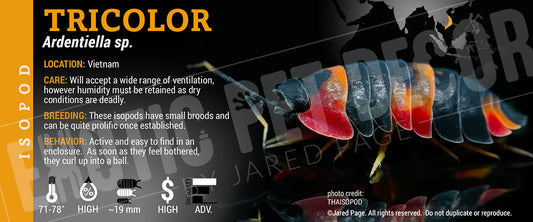 Ardentiella sp. (ex. Merulanella) 'Tricolour' isopod label