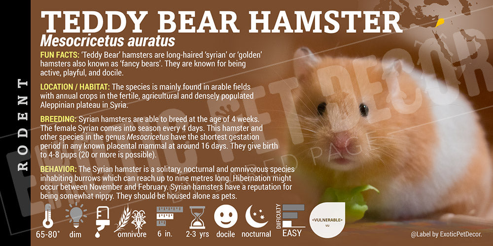 Mesocricetus auratus 'Teddy Bear / Syrian' Hamster