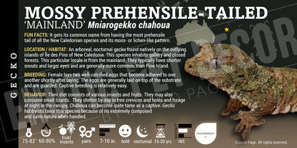 Mniarogekko chahoua 'Mossy Prehensile-Tailed' Gecko