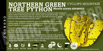 Morelia azurea utaraensis 'Northern Green Tree' Python