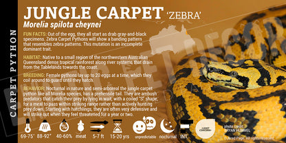 Morelia spilota cheynei 'Jungle Carpet' Python