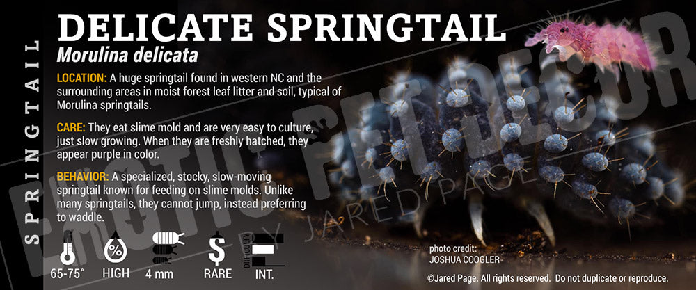 Morulina delicata 'Delicate Morulina Springtail' label